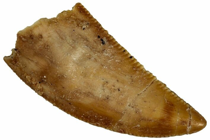 Serrated Raptor Tooth - Real Dinosaur Tooth #300946